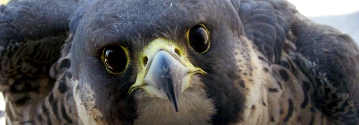 peregrine_falcon_2.jpg